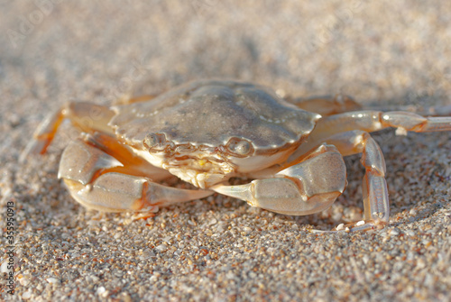 Close-up of a crab on Mezhvodnoe beach