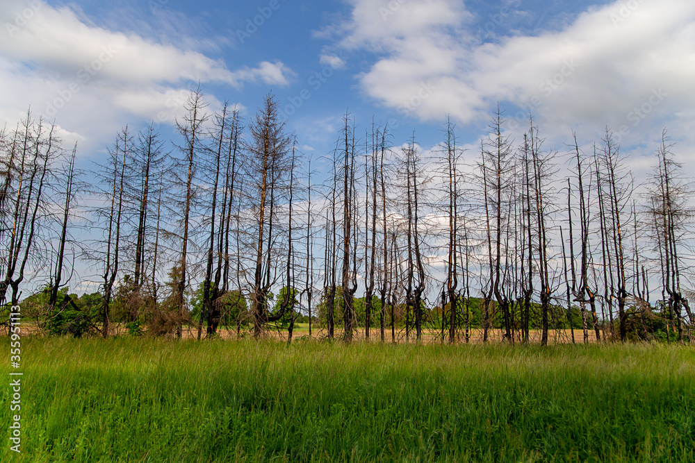 
trees affected by forest fires