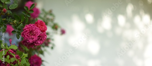 Pink, little roses with lots of copypace