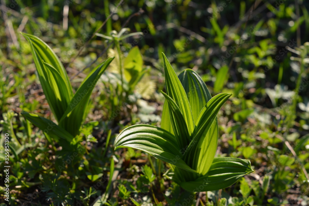 lily of the valley lily of the valley