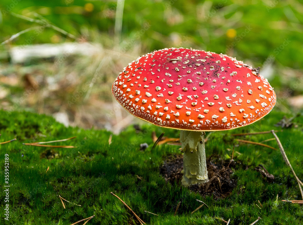 Amanita red mushroom in forest, poisonous fungus Amanita red mushroom in forest, poisonous fungus
