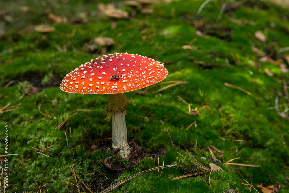 Amanita red mushroom in forest, poisonous fungus Amanita red mushroom in forest, poisonous fungus