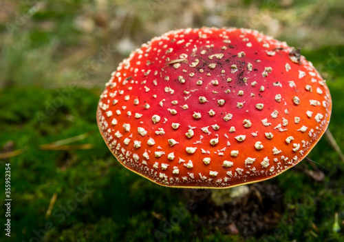 Amanita red mushroom in forest, poisonous fungus