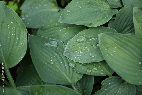 Green leaves coverd with raindrops