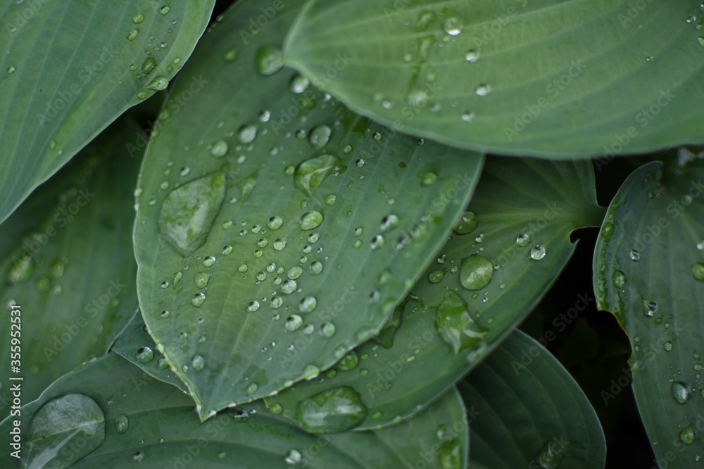 Obraz premium Green leaves coverd with raindrops