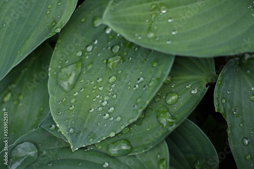 Green leaves coverd with raindrops