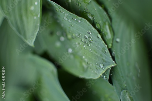 Green leaves coverd with raindrops