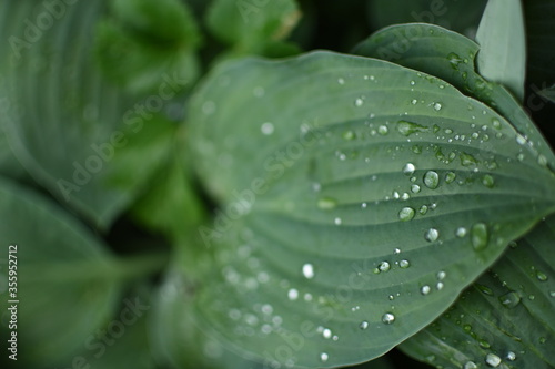 Green leaves coverd with raindrops