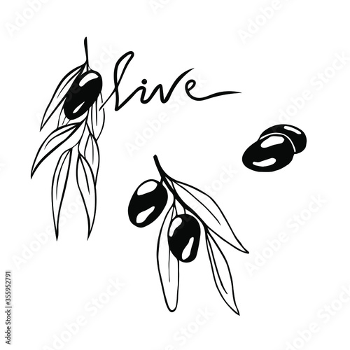 Hand drawn black olive branch. Vector ripe olives icon. Use for menu, label