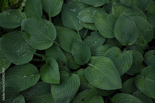 Green leaves coverd with raindrops