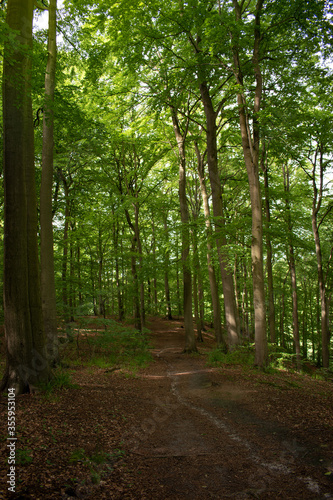 Fototapeta Naklejka Na Ścianę i Meble -  path in the forest , soft focus on trees. nature background