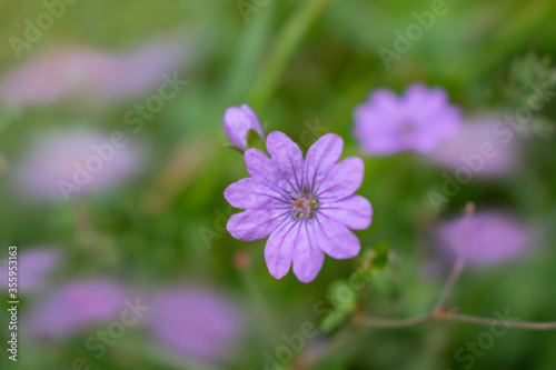 unfocused purple flower on blurred background. nature background © mmk