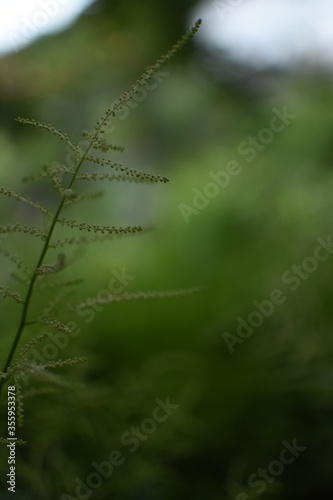 Feathery, bright, green gras in front of a dark, green Background