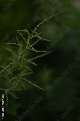 Feathery, bright, green gras in front of a dark, green Background