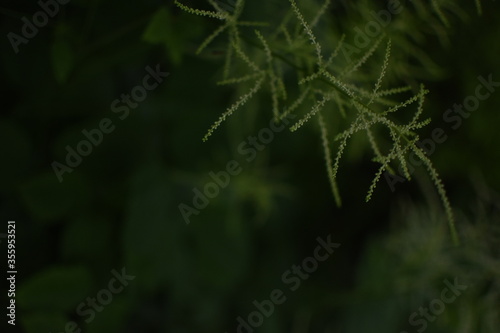 Feathery, bright, green gras in front of a dark, green Background