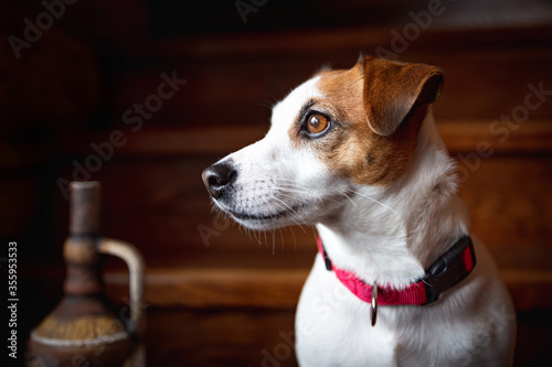 Portrait of a dog Jack Russell Terrier in a red collar, looking to the side, sitting on a wooden staircase. Clay jug, ancient greek amphora. Dog Day. Shiny brown eyes. Beautiful purebred dog. Awaiting © Natalia