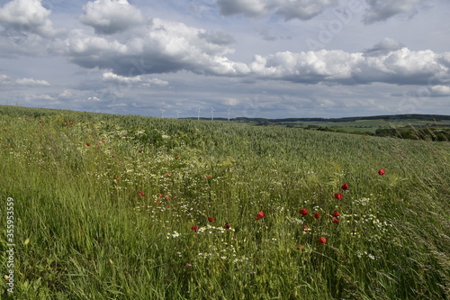 Blumenfeld und Windräder bei Gronau