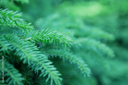 Background green spruce branch