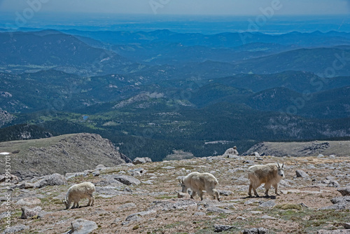 Mountain Goats of Mt. Evans in spring season come down the mountain to feed on green grass.