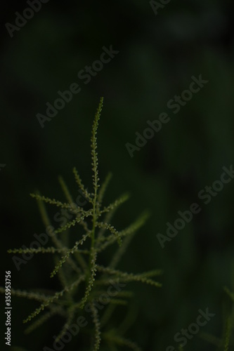 Feathery, bright, green gras in front of a dark, green Background