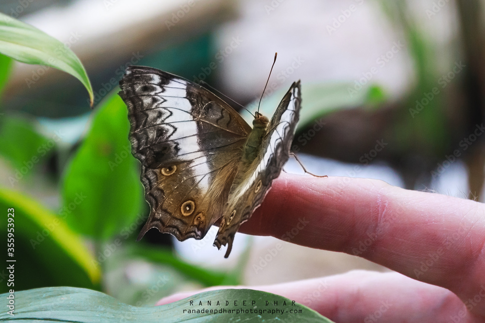 Obraz premium Butterfly and Finger