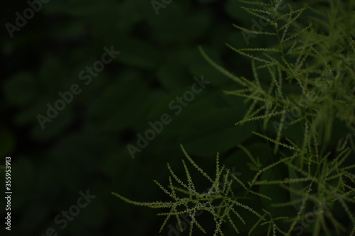 Feathery, bright, green gras in front of a dark, green Background