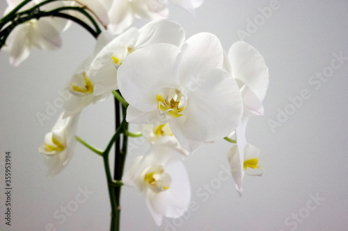 Fototapeta Naklejka Na Ścianę i Meble -  white orchid flowers