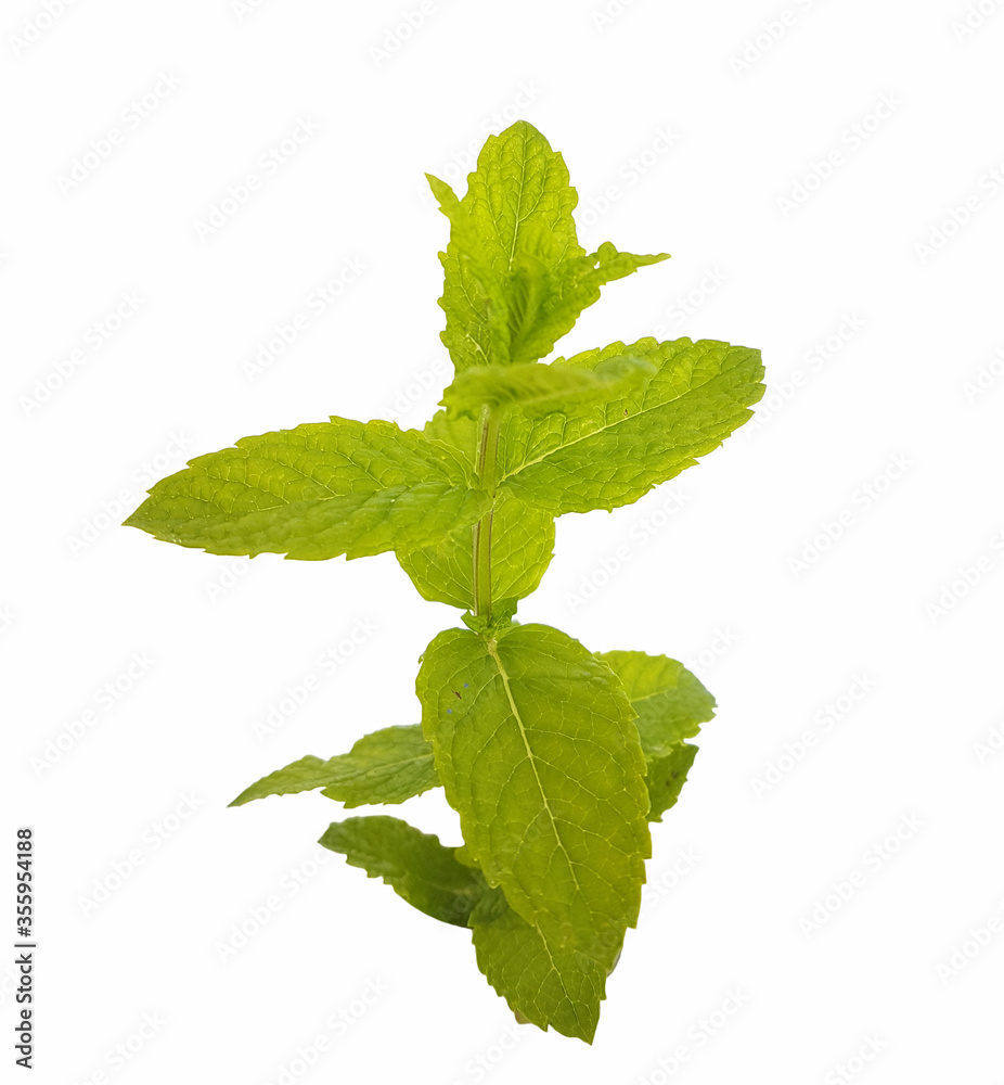 mint green fresh leaves on a branch isolated mint green fresh leaves on a branch isolated