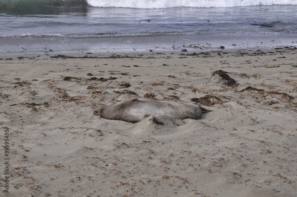 Fototapeta premium sea elephants california 