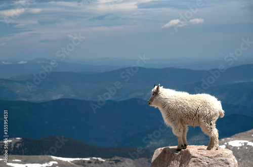 Mountain Goat stands in the snowy landscape on top of Mt. Evans.