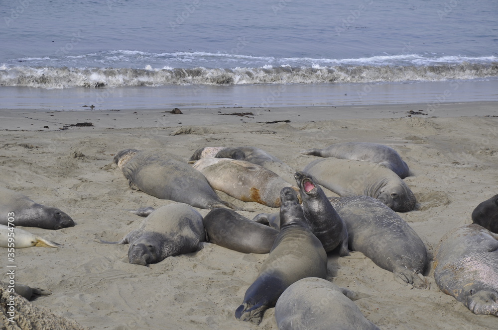 Fototapeta premium sea elephants california 