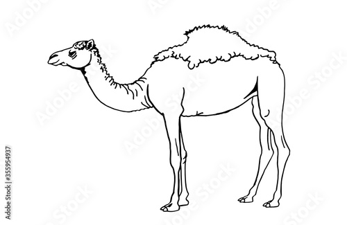 Graphical hand-drawn sketch of camel isolated on white background,vector illustration for coloring,tattoo and printing,lined art