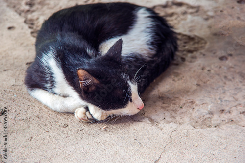 white and black cat lay down on the floor © Vahagn