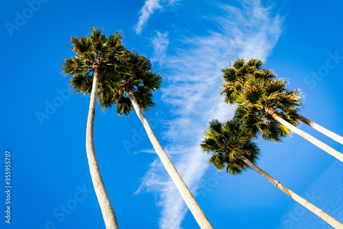 Palm Trees In Santa Cruz