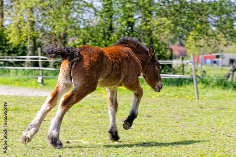 Obraz premium trait du nord
