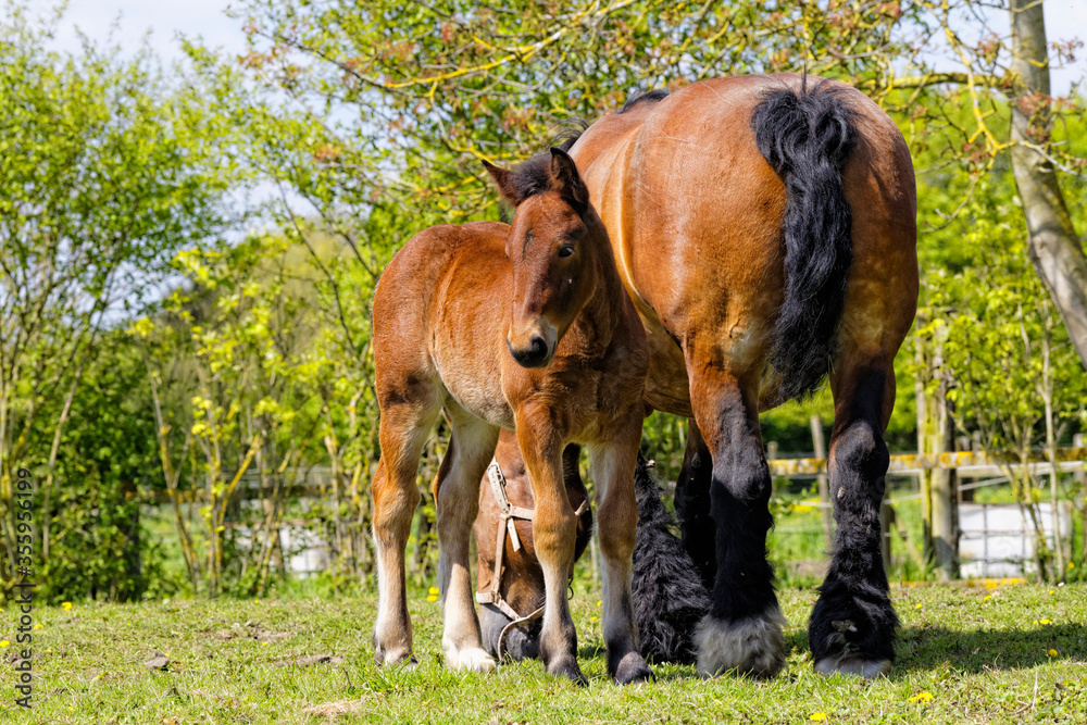 Fototapeta premium trait du nord