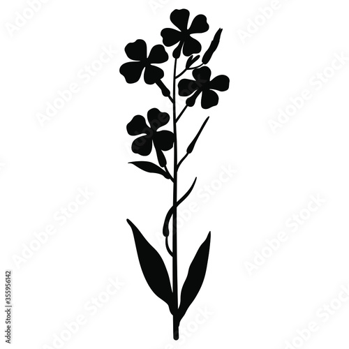 Isolated vector illustration. Branch of Hesperis Alba flower. Dame's Rocket. Sweet Rocket. Black and white silhouette.	