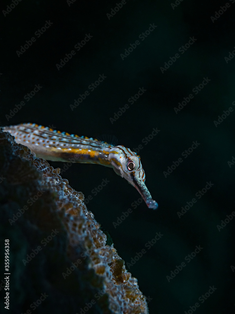 Dragonface Pipefish, Gelbgebänderte Seenadel (Corythoichthys maematopterus)