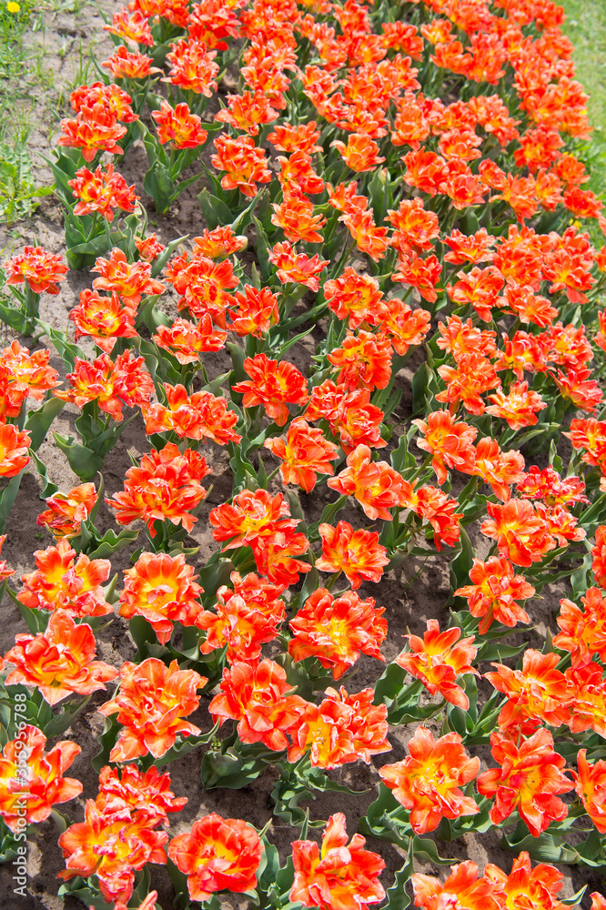 Beautiful fluted red flowers with golden yellow edges. Truly striking flower with amazing color. Beautiful bright tulips fields. Enjoying spring day. Colorful field tulips. Netherlands sightseeing