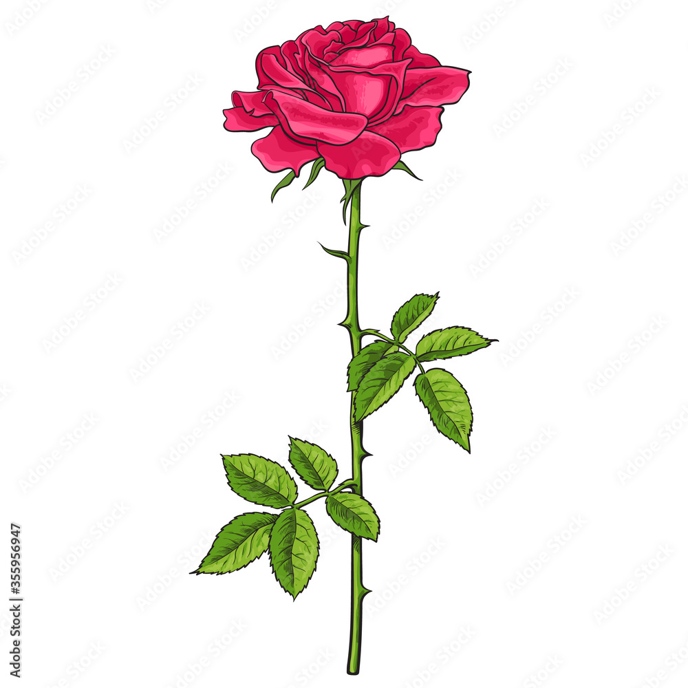 Red rose flower with green leaves and stem. Realistic hand drawn vector illustration in sketch style Red rose flower with green leaves and stem. Realistic hand drawn vector illustration in sketch style