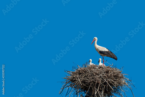white stork in the nest