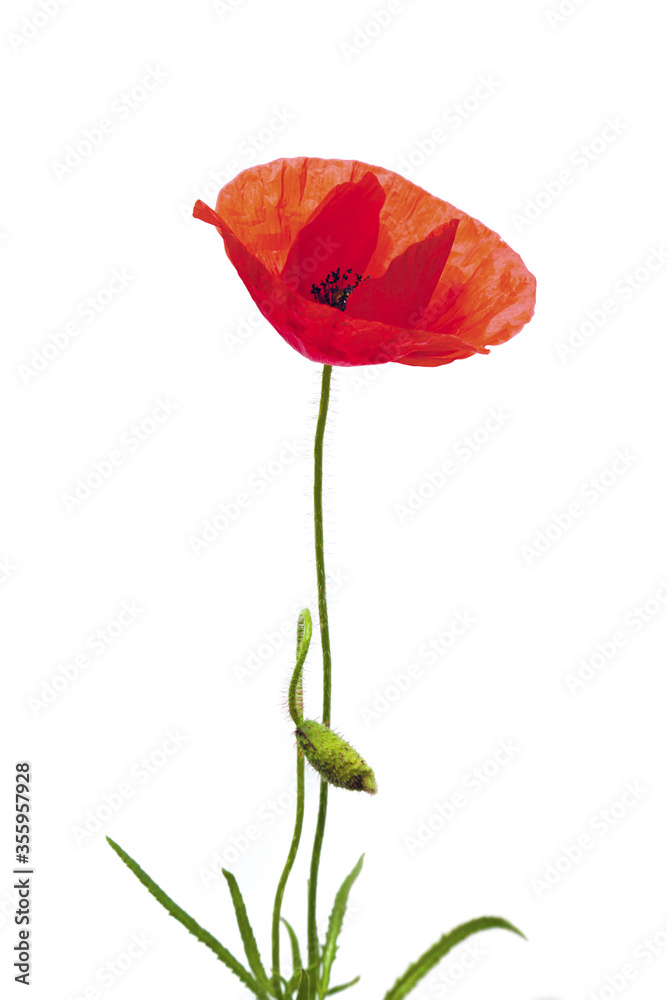 COQUELICOT SEUL SUR FOND BLANC COQUELICOT SEUL SUR FOND BLANC