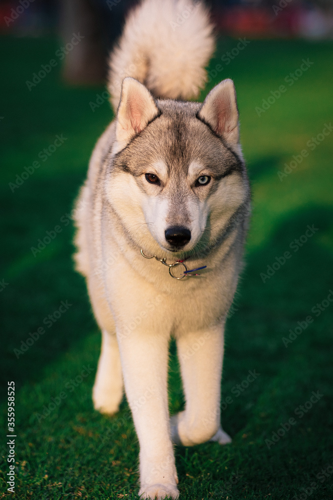 A grey and white Siberian Husky female walks forward in a field in a grass. She has brown eye and blue eye. There is a lot of greenery, grass around her. Sunny day.