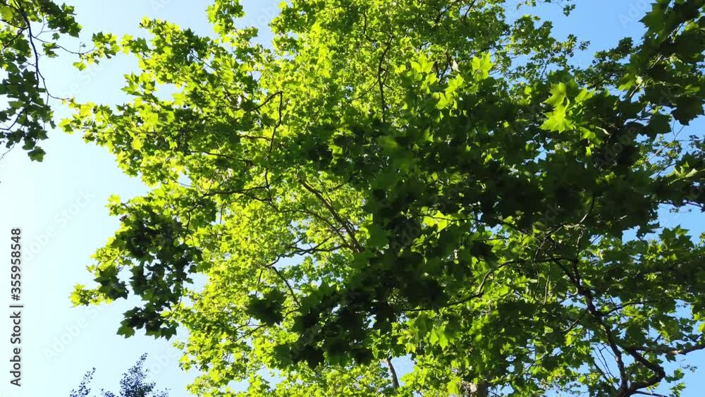 Top view of scenic trees in a forest. Crowns of trees with bright afternoon sun and rays. looking up to the trees. Top view of scenic trees in a forest. Crowns of trees with bright afternoon sun and rays. looking up to the trees.