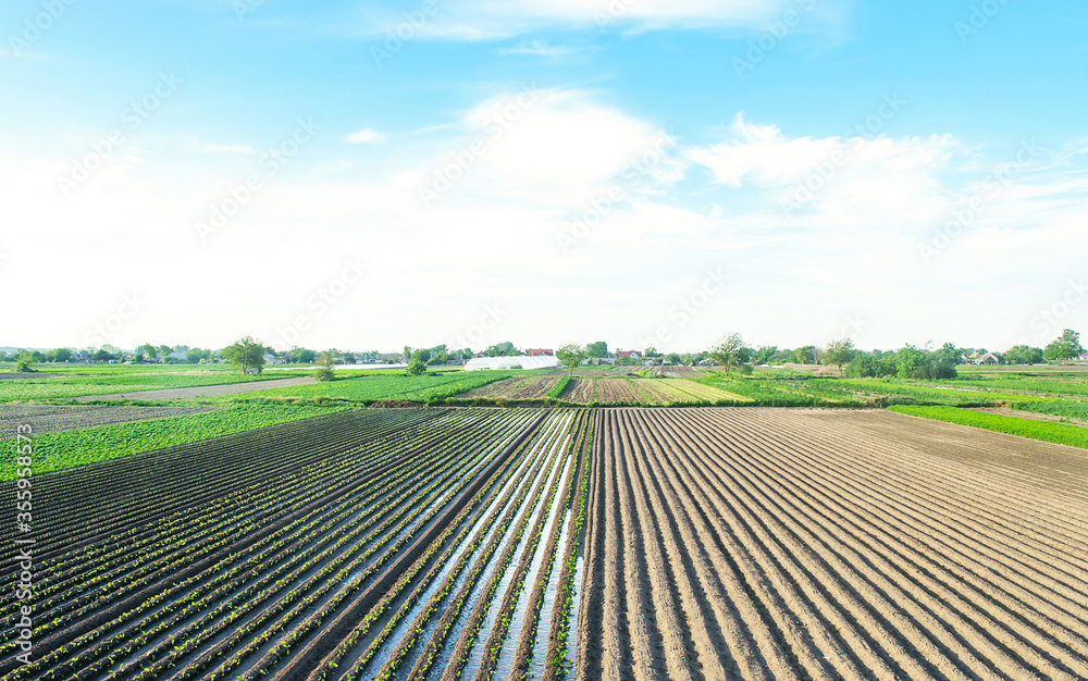 Farm field is planted with agricultural plants. Watering the crop. Agro industry, agribusiness. Farming, european farmland. Traditional irrigation system. Growing and producing food. Rural countryside