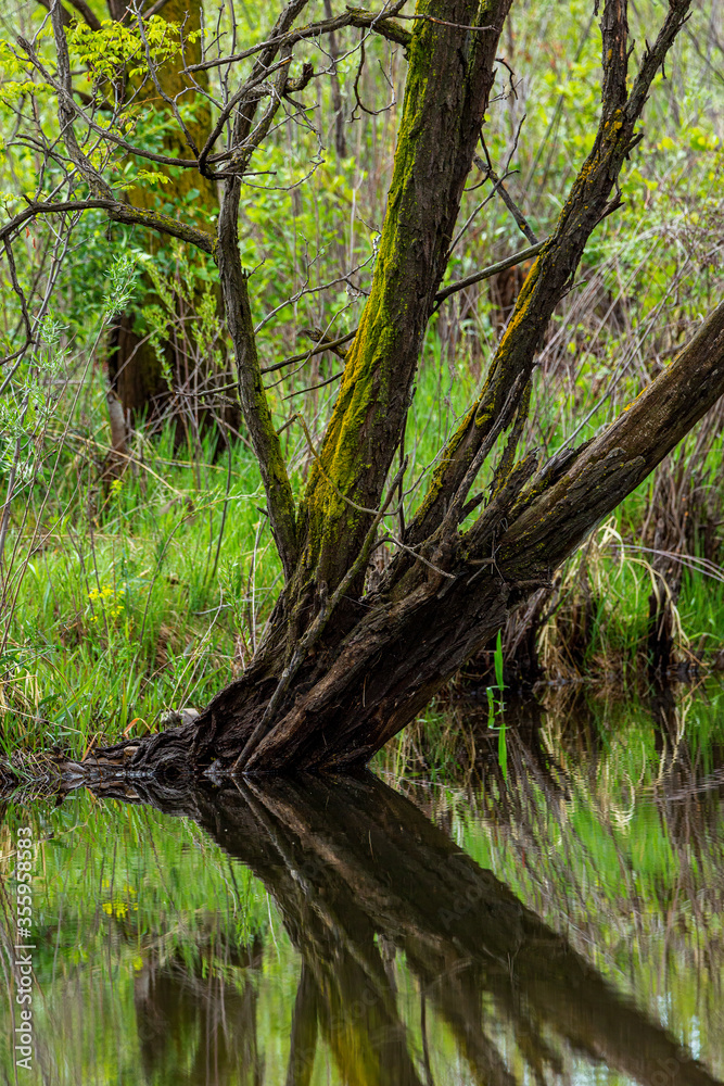 Fototapeta premium tree in the woods