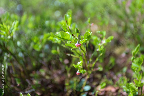 Unripe blueberry, the reddish and pink fruits with the green leaves background in the late springtime