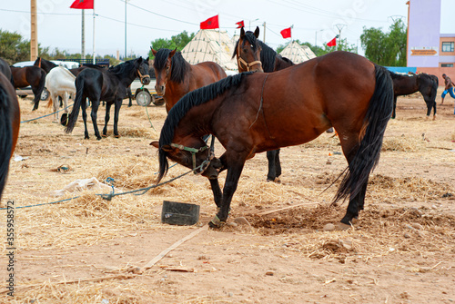 competition horses called "Fantasia" in traditional Halter Licks equipped with leather head collar © younes