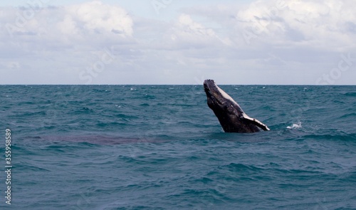 humpback whale jumping out of the sea water © Soldo76