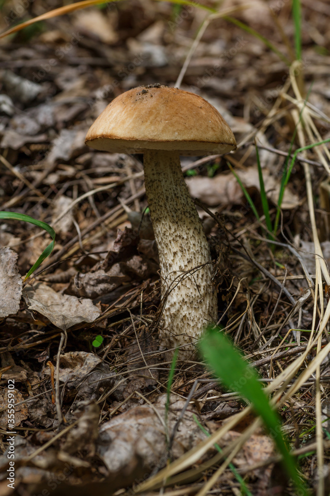 Cute penny bun mushroom is growing in the grass. The beautiful small brown cap of a cep is in the focus. It is vegetarian diet food. The mushroom grows in the forest. Cute penny bun mushroom is growing in the grass. The beautiful small brown cap of a cep is in the focus. It is vegetarian diet food. The mushroom grows in the forest.